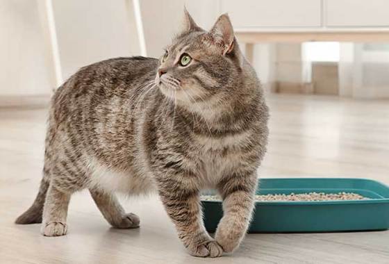 Best Flushable Cat Litters