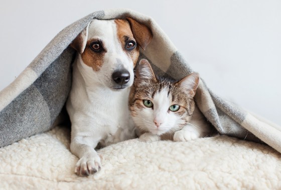 The top pet products to get your furry friend through the winter
