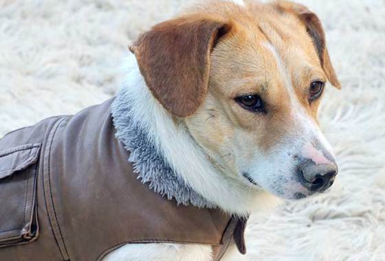 Best Dog Winter Coats