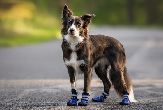 Best Dog Boots