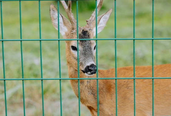 Best Deer Repellents
