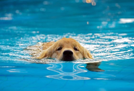 Products that help scared pups learn to love water