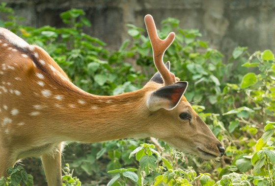 How to keep deer out of your garden