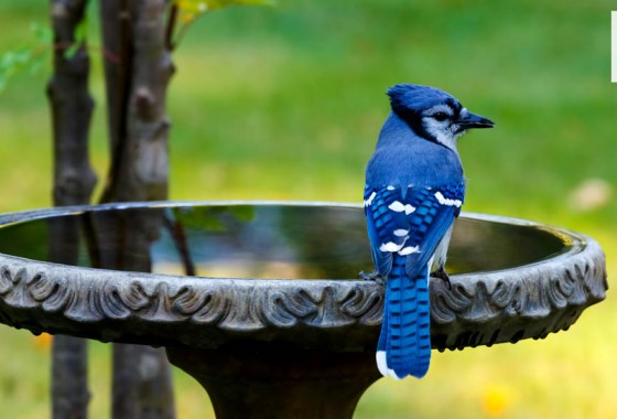 These bird bath fountains will add to your outdoor decor and bring birds to your yard