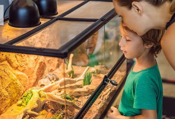 Most popular reptile terrarium on Chewy