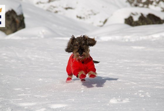 Best dog shoes for snow