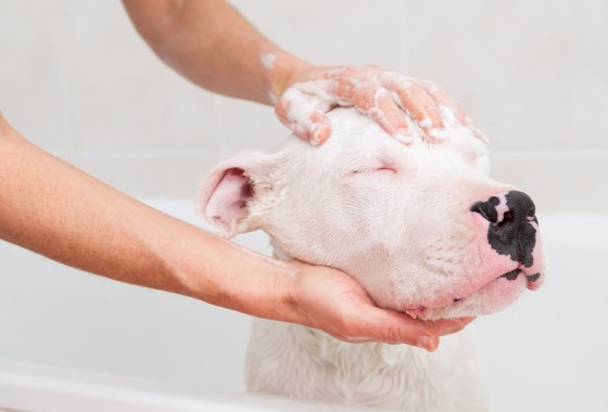 Best dog shampoo for allergies