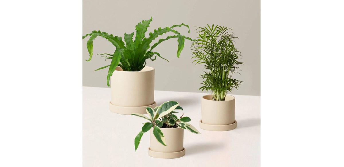 The Sill Pet-Friendly Plant Parent Set with Planters