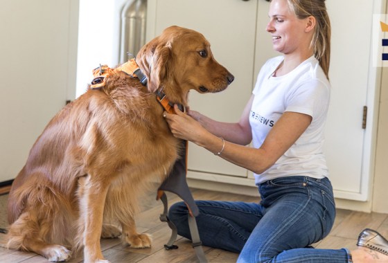 Best Petsmart dog harness