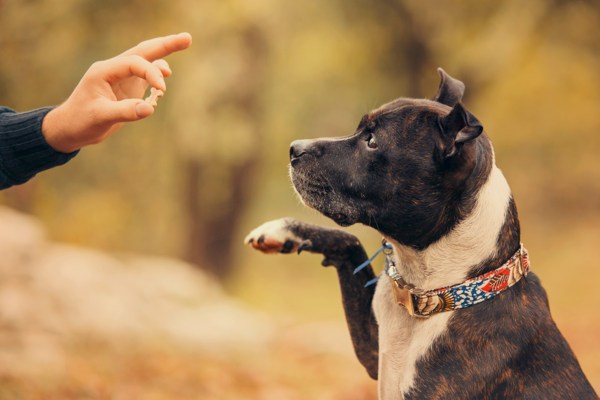 dog training book1