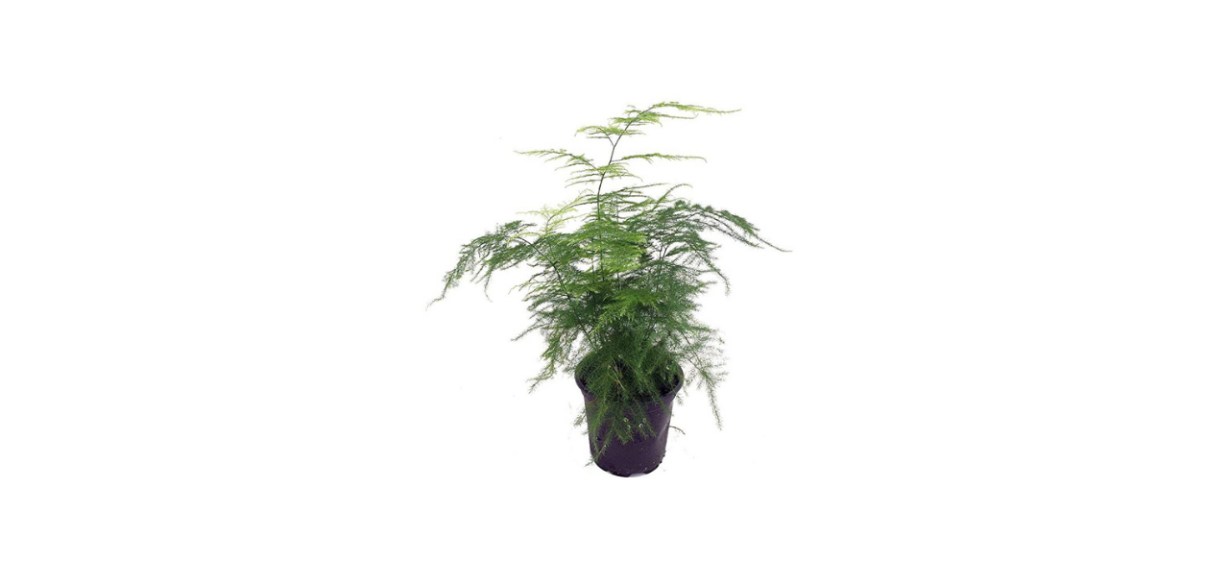Asparagus Fern