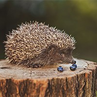 hedgehog food2