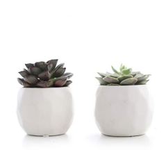 Plants by Post 3.5" Mini Live Succulent in White Geometric Ceramic Pot (2)